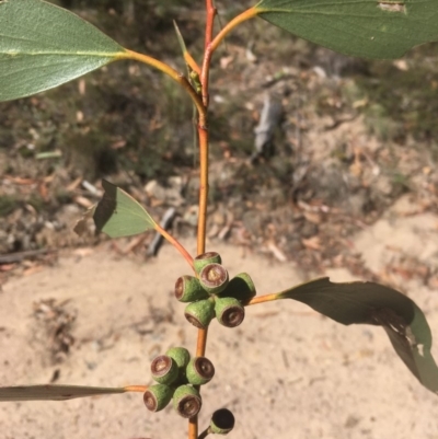 Eucalyptus pauciflora (A Snow Gum) at Tennent, ACT - 26 Mar 2019 by alex_watt
