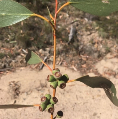 Eucalyptus pauciflora (A Snow Gum) at Tennent, ACT - 26 Mar 2019 by alexwatt