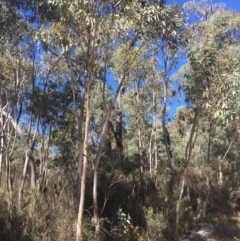 Eucalyptus pauciflora at Tennent, ACT - 26 Mar 2019