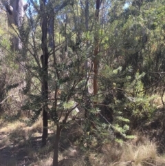 Banksia marginata at Tennent, ACT - 26 Mar 2019 12:12 PM