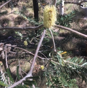 Banksia marginata at Tennent, ACT - 26 Mar 2019 12:12 PM