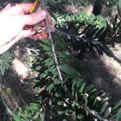 Banksia marginata at Tennent, ACT - 26 Mar 2019 12:12 PM