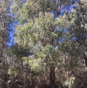 Eucalyptus delegatensis subsp. delegatensis at Tennent, ACT - 26 Mar 2019 12:14 PM