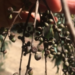 Eucalyptus delegatensis subsp. delegatensis at Tennent, ACT - 26 Mar 2019 12:14 PM