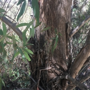 Eucalyptus delegatensis subsp. delegatensis at Tennent, ACT - 26 Mar 2019 12:14 PM