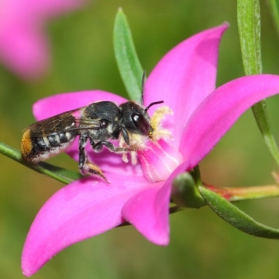 Megachile (Hackeriapis) oblonga (A Megachild bee) at Acton, ACT - 26 Mar 2019 by TimL