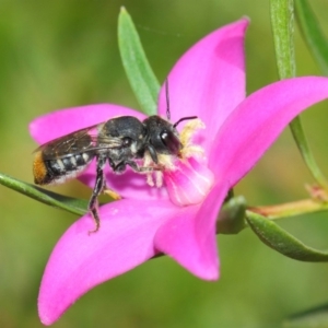 Megachile (Hackeriapis) oblonga at Acton, ACT - 26 Mar 2019 01:13 PM