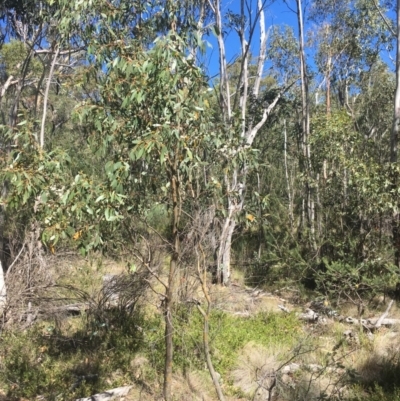 Eucalyptus stellulata (Black Sally) at Tennent, ACT - 26 Mar 2019 by alexwatt