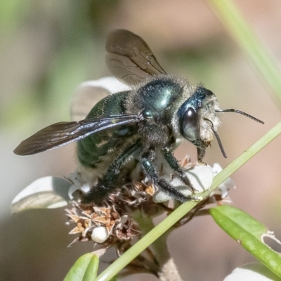 Xylocopa (Lestis) aerata (Golden-Green Carpenter Bee) at Acton, ACT - 27 Mar 2019 by WHall