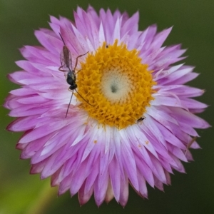 Ichneumonidae (family) at Acton, ACT - 27 Mar 2019