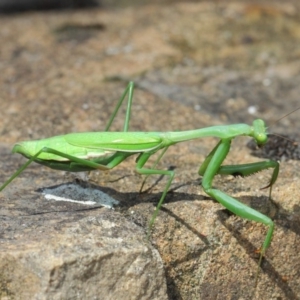 Pseudomantis albofimbriata at Acton, ACT - 26 Mar 2019