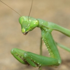 Pseudomantis albofimbriata at Acton, ACT - 26 Mar 2019