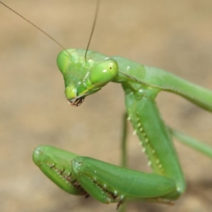 Pseudomantis albofimbriata at Acton, ACT - 26 Mar 2019