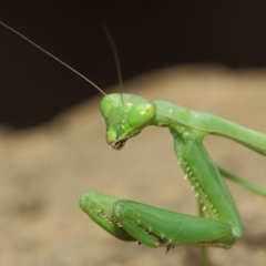 Pseudomantis albofimbriata at Acton, ACT - 26 Mar 2019