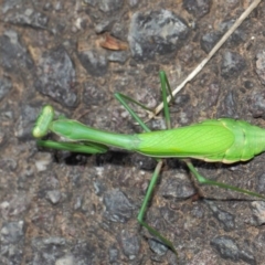 Pseudomantis albofimbriata at Acton, ACT - 26 Mar 2019 01:06 PM