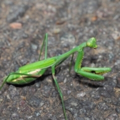 Pseudomantis albofimbriata at Acton, ACT - 26 Mar 2019 01:06 PM