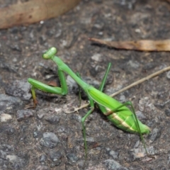 Pseudomantis albofimbriata at Acton, ACT - 26 Mar 2019 01:06 PM