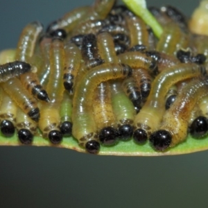 Pseudoperga sp. (genus) at Hackett, ACT - 26 Mar 2019 01:34 PM