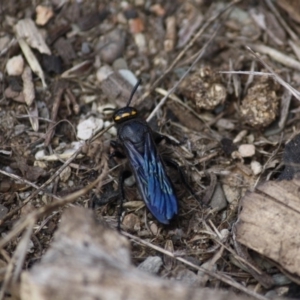 Scolia (Discolia) verticalis at Brindabella, NSW - 16 Mar 2019