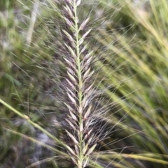 Cenchrus purpurascens (Swamp Foxtail) at Williamsdale, NSW - 23 Mar 2019 by Illilanga