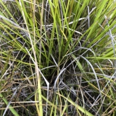 Cenchrus purpurascens at Williamsdale, NSW - 23 Mar 2019