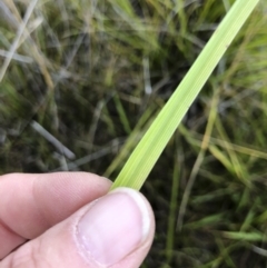 Cenchrus purpurascens at Williamsdale, NSW - 23 Mar 2019