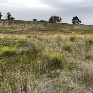 Cenchrus purpurascens at Williamsdale, NSW - 23 Mar 2019