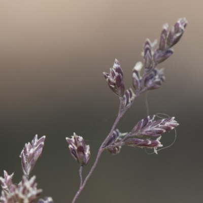 Poa sieberiana (Poa Tussock) at Michelago, NSW - 12 Jan 2019 by Illilanga