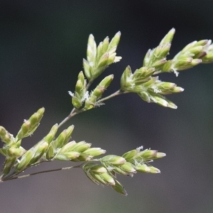 Poa sieberiana at Michelago, NSW - 12 Jan 2019