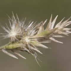 Enneapogon nigricans (Nine-awn Grass, Bottlewashers) at Michelago, NSW - 12 Jan 2019 by Illilanga