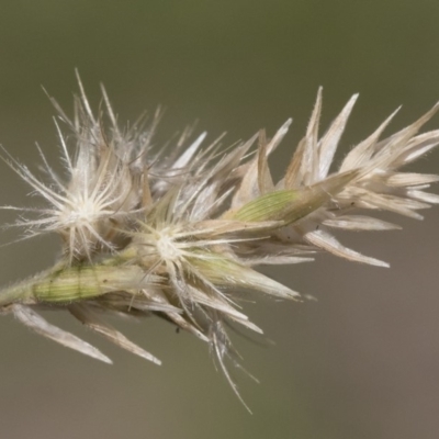 Enneapogon nigricans (Nine-awn Grass, Bottlewashers) at Michelago, NSW - 11 Jan 2019 by Illilanga