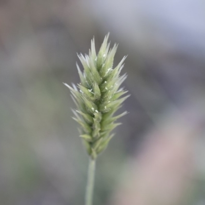 Enneapogon nigricans (Nine-awn Grass, Bottlewashers) at Michelago, NSW - 29 Dec 2018 by Illilanga