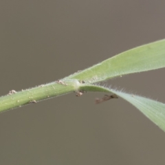 Enneapogon nigricans at Michelago, NSW - 29 Dec 2018 06:11 PM