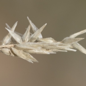 Enneapogon nigricans at Michelago, NSW - 29 Dec 2018 06:11 PM