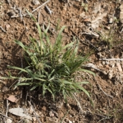 Enneapogon nigricans at Michelago, NSW - 29 Dec 2018