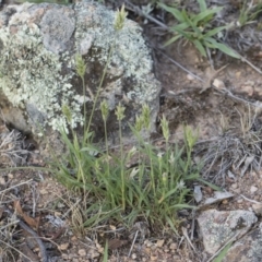 Enneapogon nigricans at Michelago, NSW - 29 Dec 2018