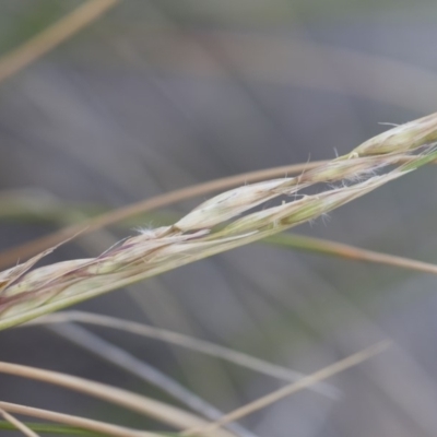 Rytidosperma pallidum (Red-anther Wallaby Grass) at Michelago, NSW - 15 Dec 2018 by Illilanga