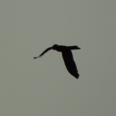 Zanda funerea (Yellow-tailed Black-Cockatoo) at Conder, ACT - 30 Mar 2019 by MichaelBedingfield