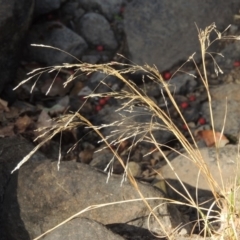 Lachnagrostis filiformis (Blown Grass) at Theodore, ACT - 27 Feb 2019 by michaelb