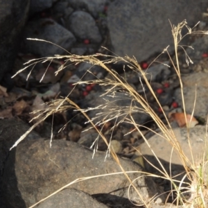 Lachnagrostis filiformis at Theodore, ACT - 27 Feb 2019