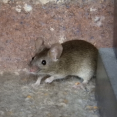 Mus musculus (House Mouse) at Kambah, ACT - 30 Mar 2019 by MatthewFrawley