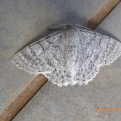 Crypsiphona ocultaria (Red-lined Looper Moth) at Reid, ACT - 26 Mar 2019 by AndyRussell