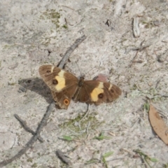 Tisiphone abeona (Varied Sword-grass Brown) at Towamba, NSW - 28 Mar 2019 by SueMuffler