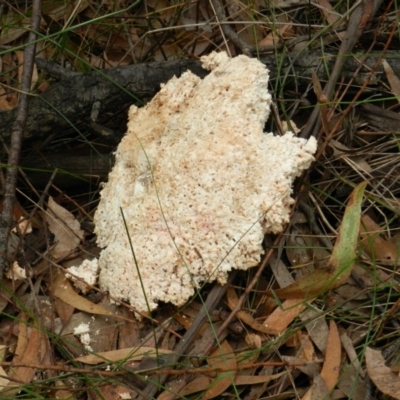 Laetiporus portentosus (White Punk) at Towamba, NSW - 28 Mar 2019 by SueMuffler