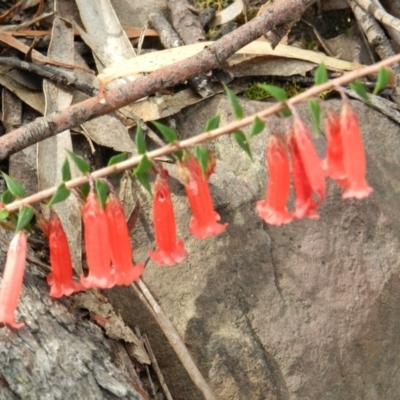 Epacris impressa (Common Heath) at Towamba, NSW - 28 Mar 2019 by SueMuffler