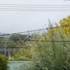 Coracina novaehollandiae at Wanniassa, ACT - 30 Mar 2019