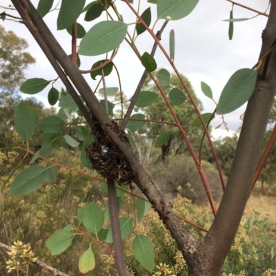 Papyrius nitidus (Shining Coconut Ant) at The Pinnacle - 30 Mar 2019 by JohnBrannan