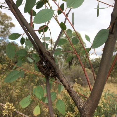 Papyrius nitidus (Shining Coconut Ant) at The Pinnacle - 30 Mar 2019 by JohnBB