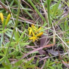 Persoonia chamaepeuce at Mongarlowe, NSW - 13 Mar 2019 10:00 AM