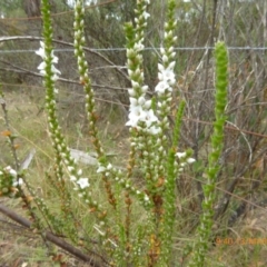 Epacris microphylla (Coral Heath) at Mongarlowe, NSW - 12 Mar 2019 by AndyRussell